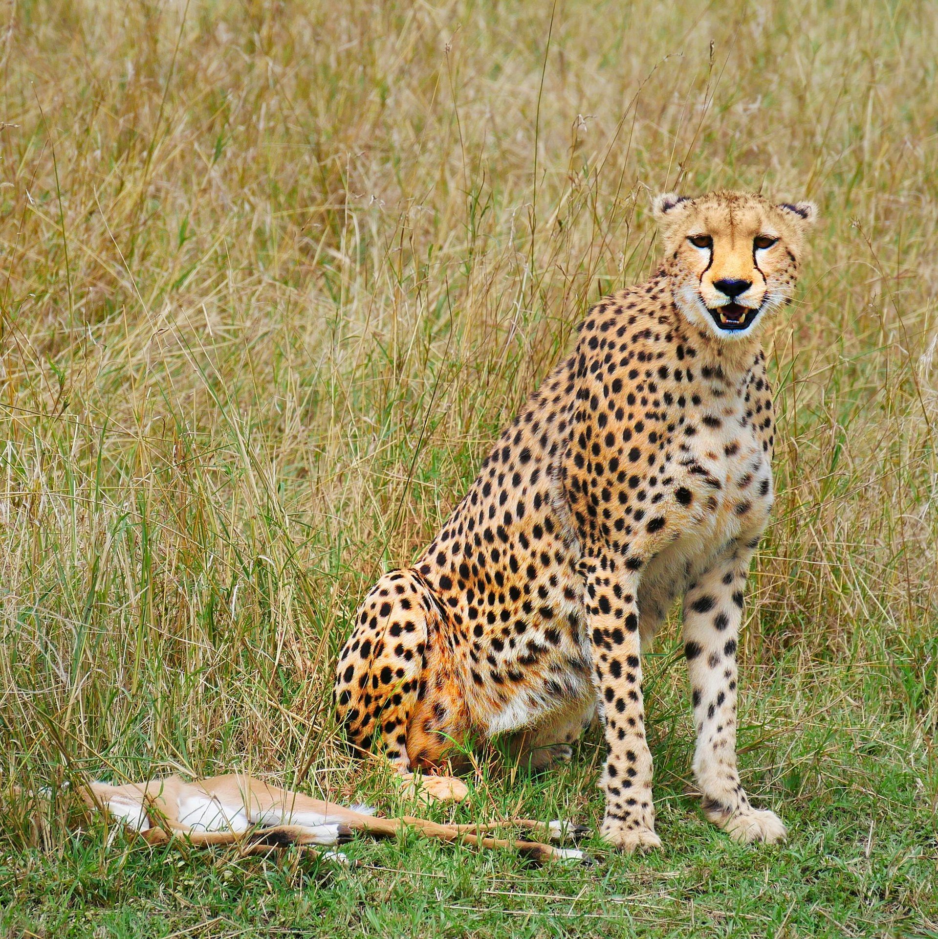 cheetah photography