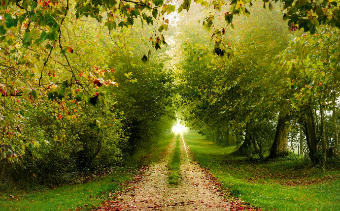 a dirt road surrounded by trees and leaves